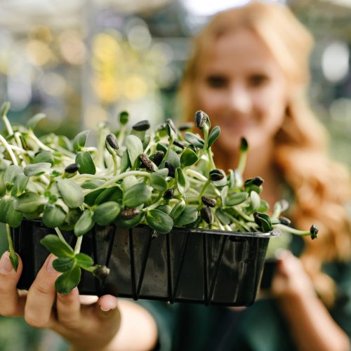 Close-up snapshot of beautiful evergreen plant in plastic pot on background of blurred girl with cute manicure